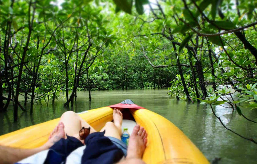 03 900 Mangroven Tour