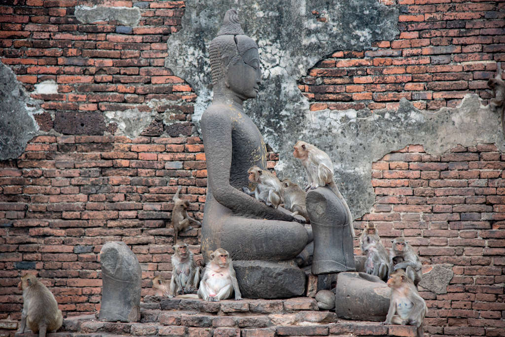 1024 Lopburi monkeys guarding tBuddha AdobeStock 1201760077