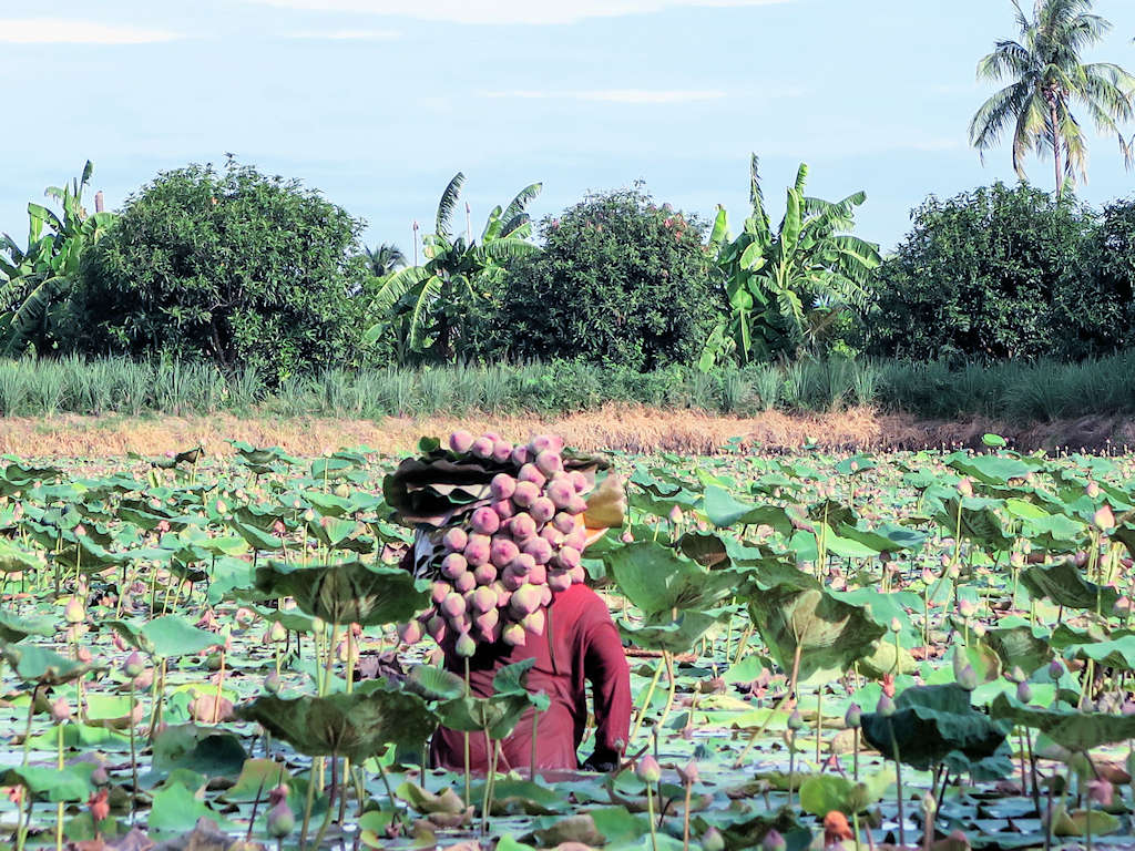 1024 lotus farmNakhon Pathom provinceThailand