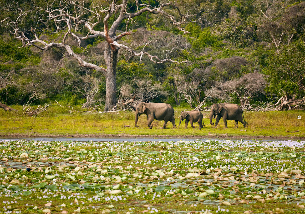 1280 Elephants family in Yala National Park AdobeStock 134232682