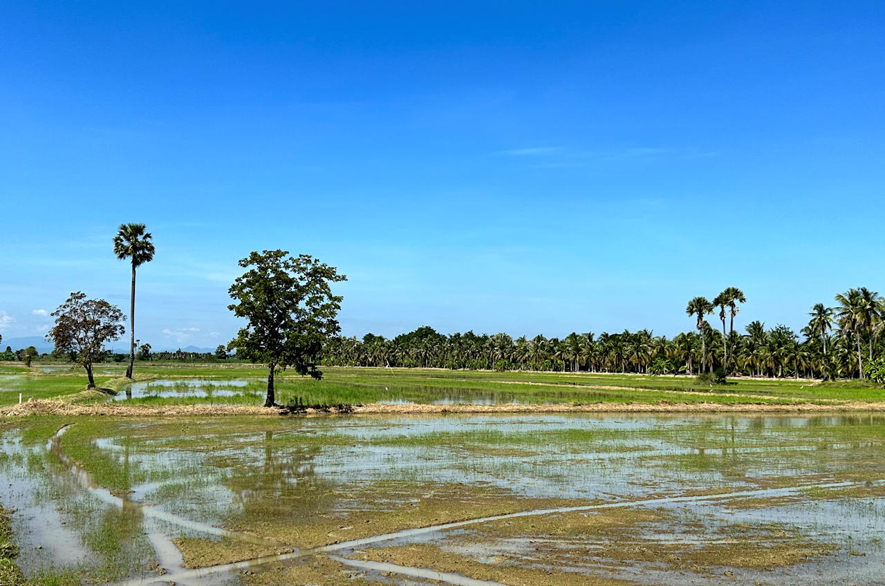 1280 Landschaft mit Reisfeld Zuckerpalme IMG 0398