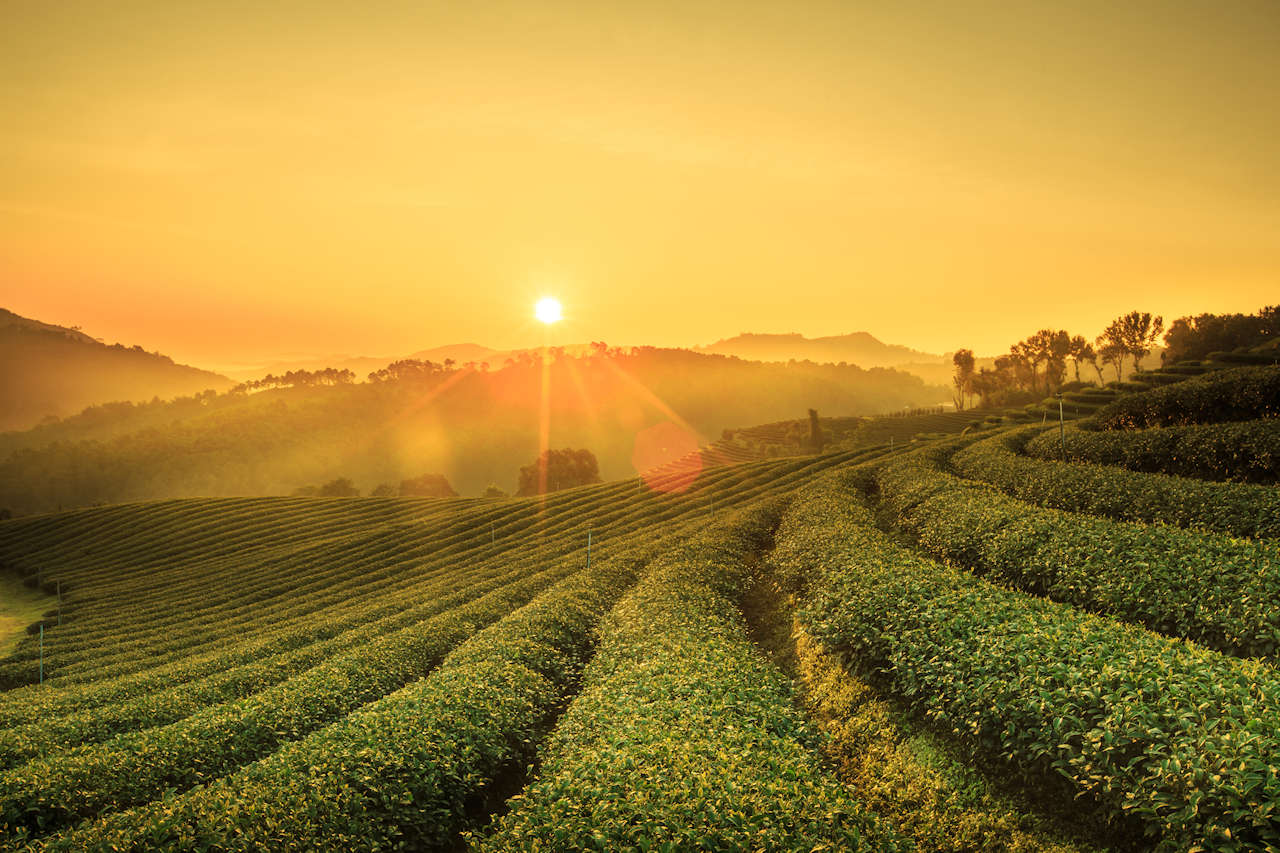 1280 Sunrise view of tea plantation landscape shutterstock 298847123