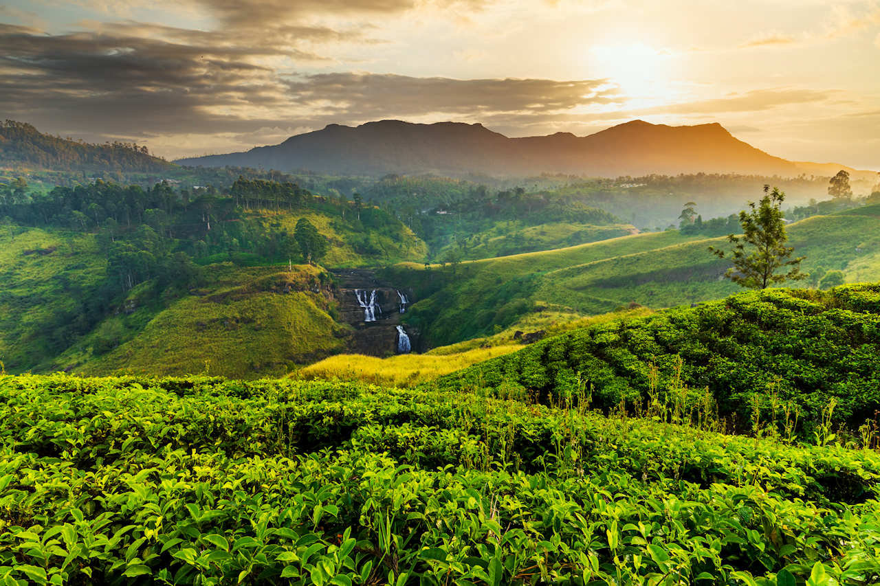 1280 Tea plantation and St Claire waterfall at sunrise AdobeStock 308050553