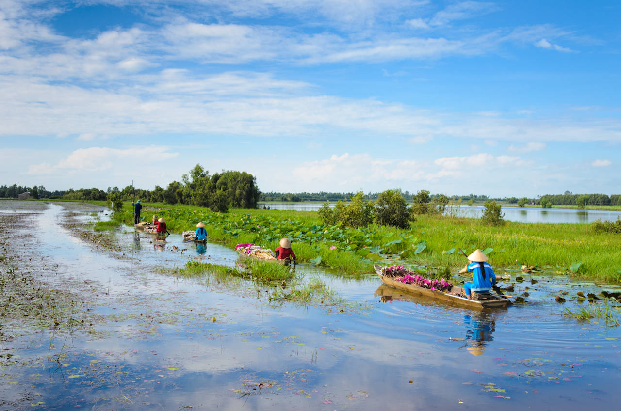 1280 flooding lotus field shutterstock 594546737