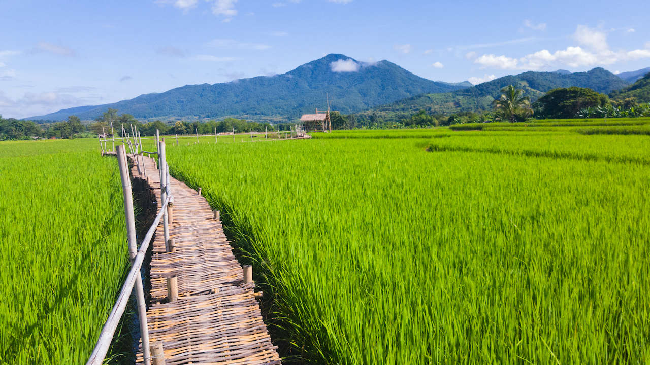 1280 green rice field in Northern Thailand shutterstock 747065575