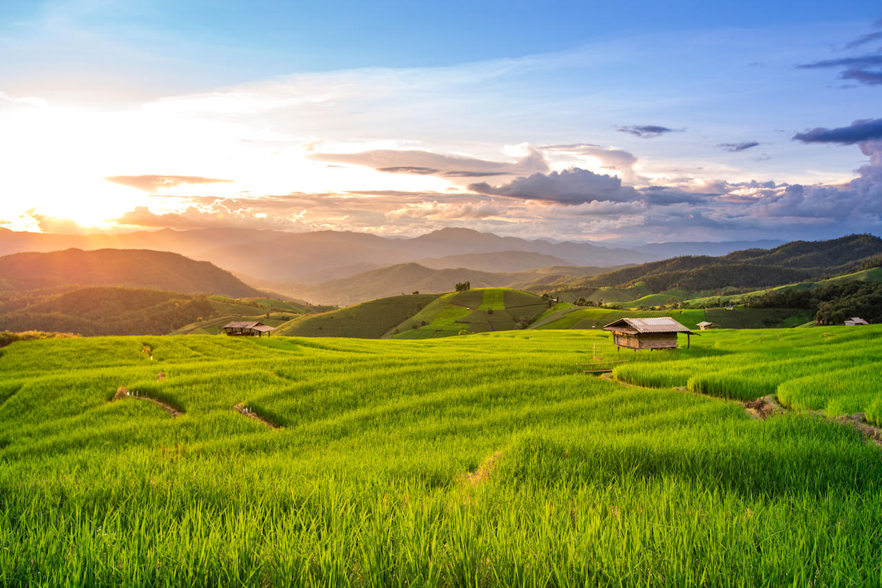 1280 the paddy fields in Pa Pong Pien shutterstock 479630140