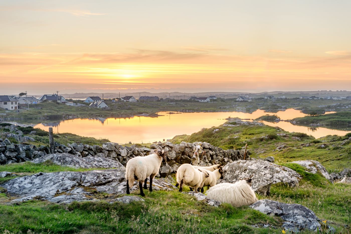 1400 IRE Irland Sunset at the lake with Sheep near Clifde shutterstock 685641709