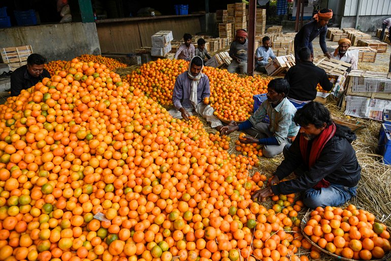 770 Bhutan Labourer sorting Bhutan oranges at an orange market at Samdrup Jongkhar shutterstock 1616419294