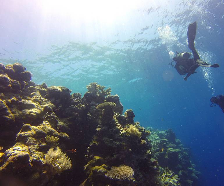 770 Coconut 5be3de6372827cd7917d3fc8 reef 1148995 1920