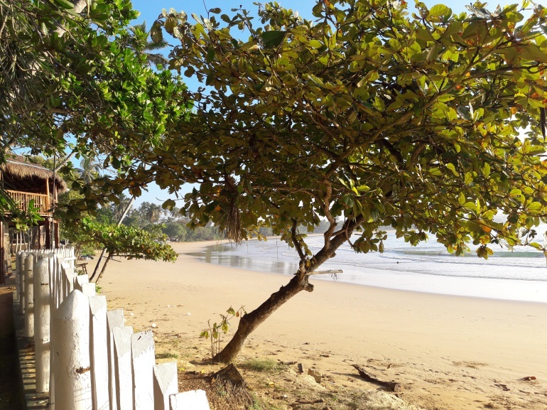 770 Dickwella Beach Resort Strand