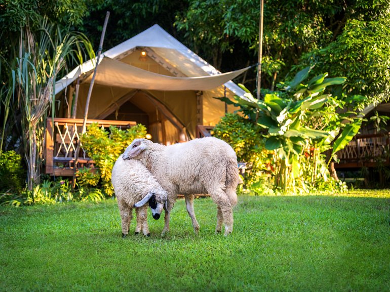 770 Hintok Camp HT 57