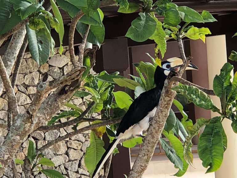 770 Pangkor Laut 20190529 012803695 iOS