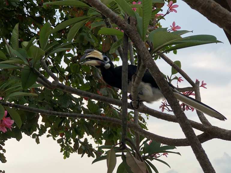 770 Pangkor Laut 20190529 013828889 iOS