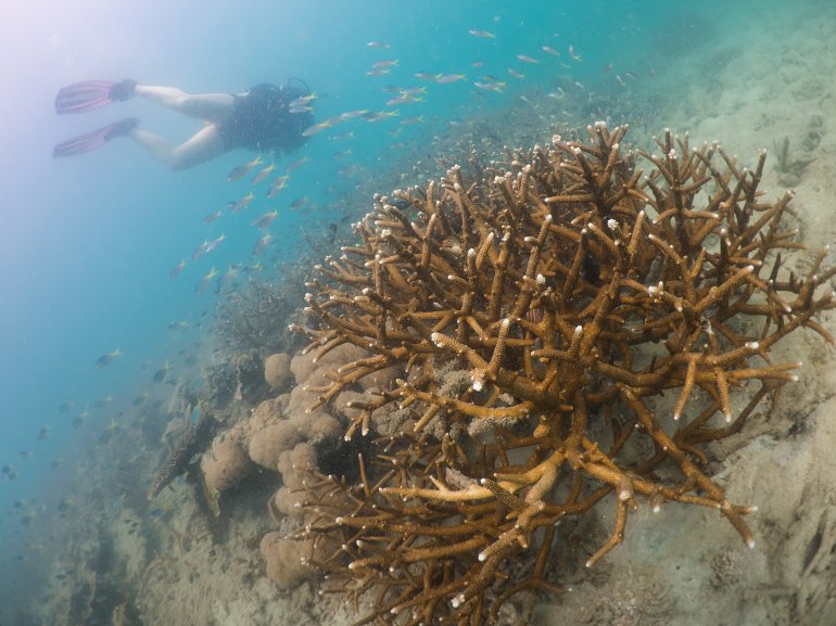 770 Rawa islandP1010121