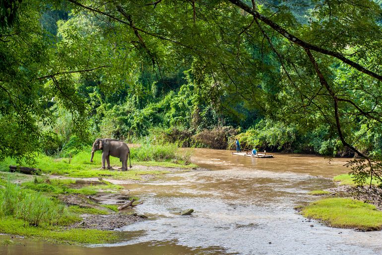 770 Sensationell Nord The young Elephant school shutterstock 292255445