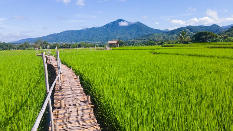 770 Sensationell Nord green rice field in Northern Thailand shutterstock 747065575