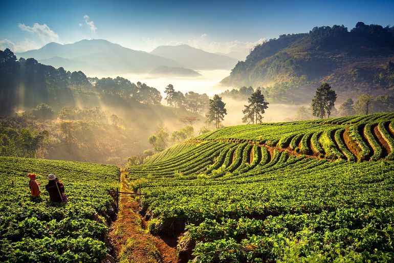 770 Sensationell Nord strawberry field at doi angkang shutterstock 240784369