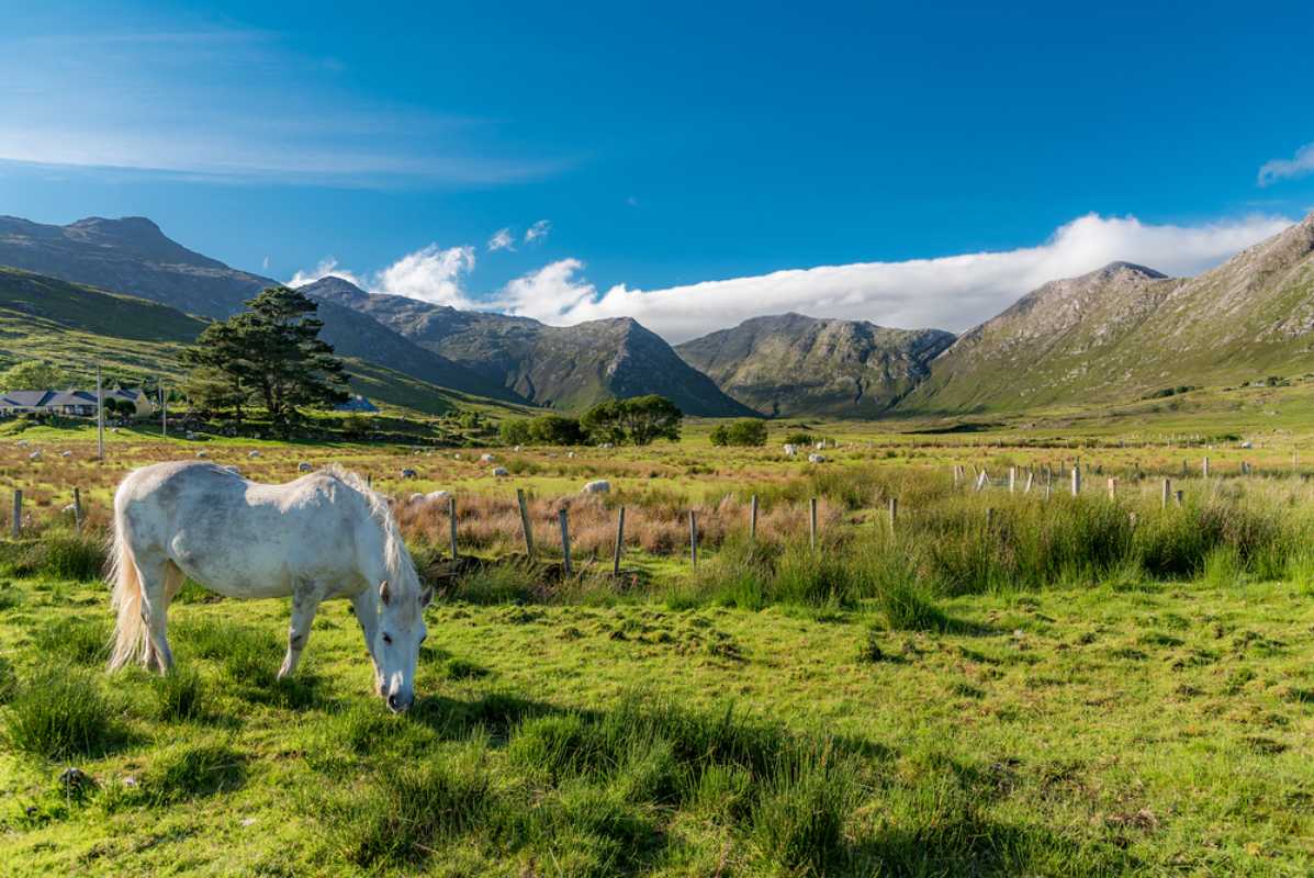 800 Connemara pony eats grass in a Twelve Bens shutterstock 735338071