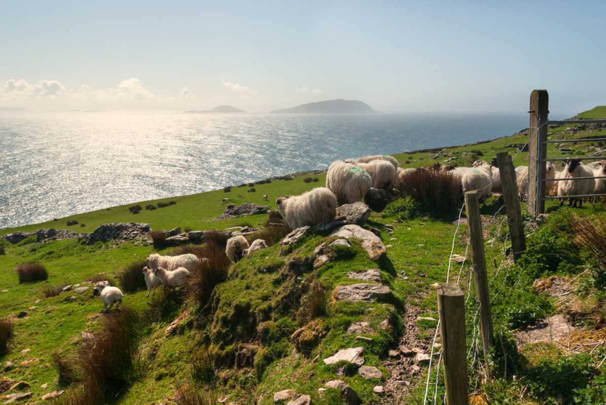800 Sheep flock on green hills in Dingle shutterstock 256771708