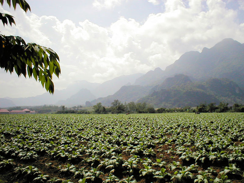 800 Tabakfeld und Erdbeeren PB020313