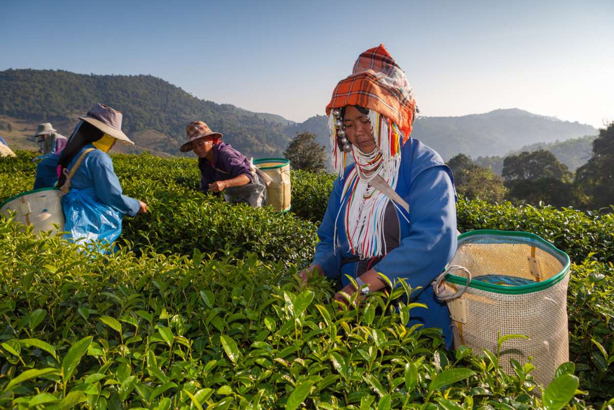 800 on a tea plantation at Doi Mae Salong shutterstock 307920845