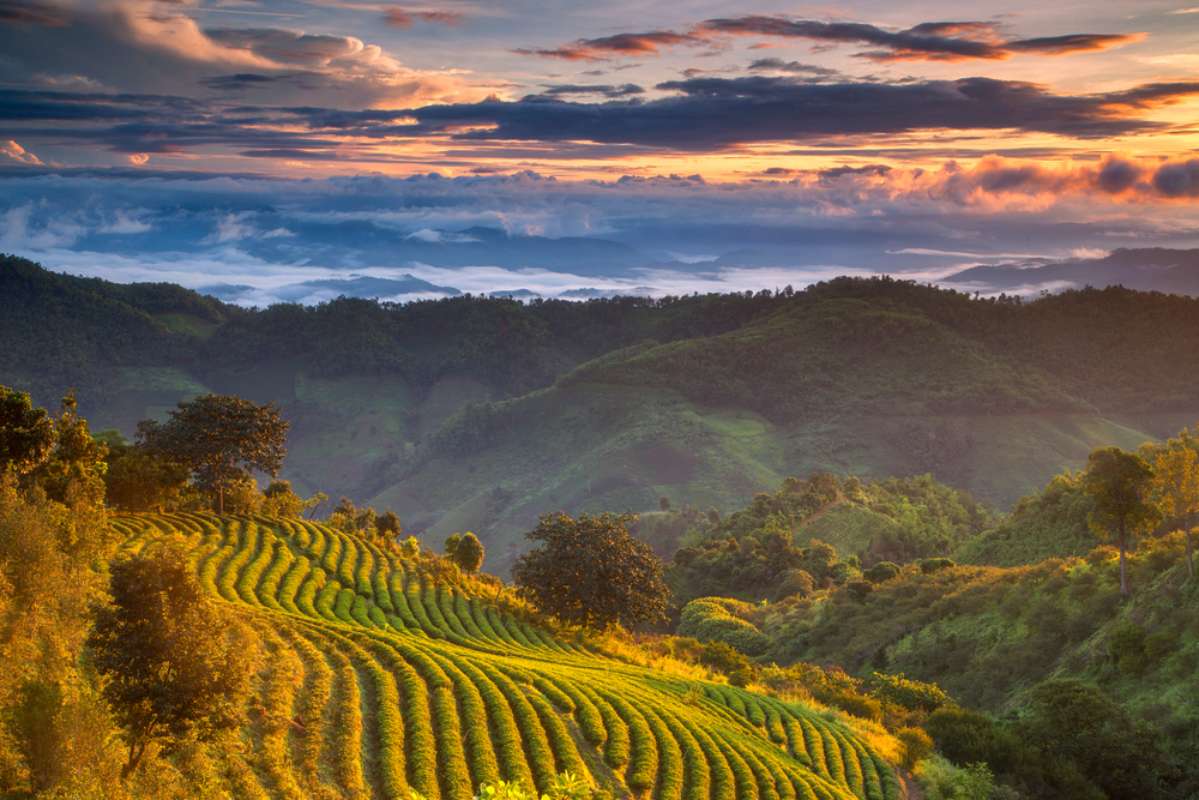 800 view of choui fong tea plantation with sunrise at Doi Mae Salong shutterstock 1185397693