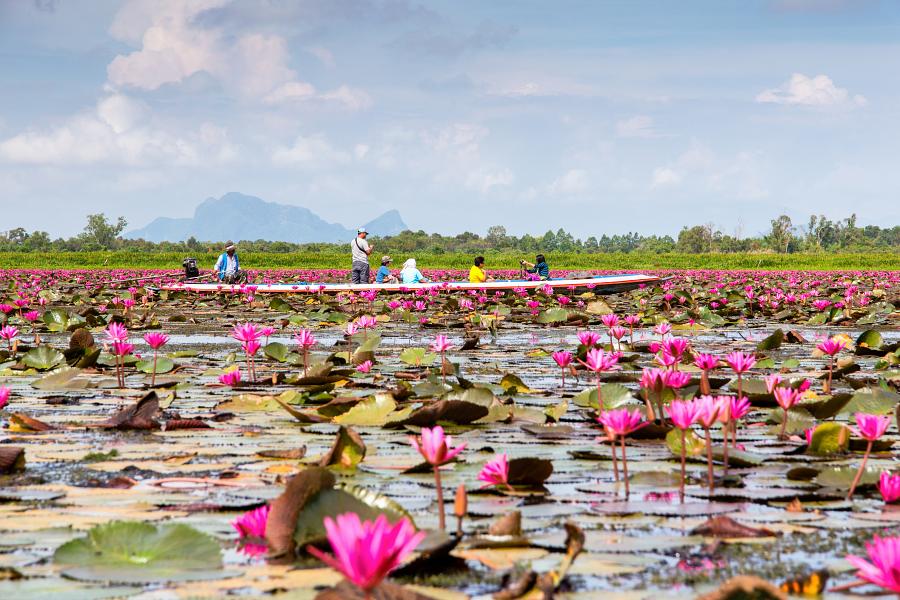 900 61191 Boat trip in Thale Noi pink lotus view AdobeStock 202594868