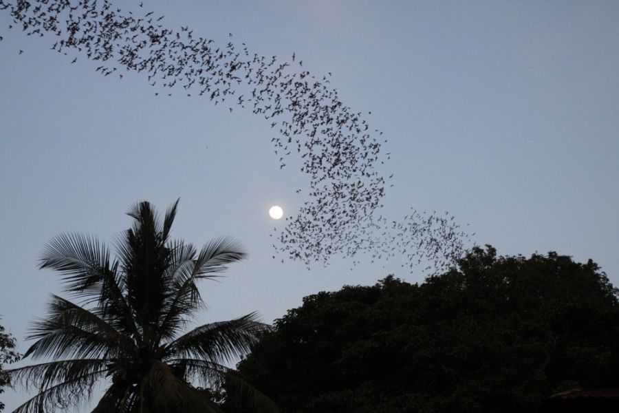 900 Battambong Bat Cave shutterstock 1239159460