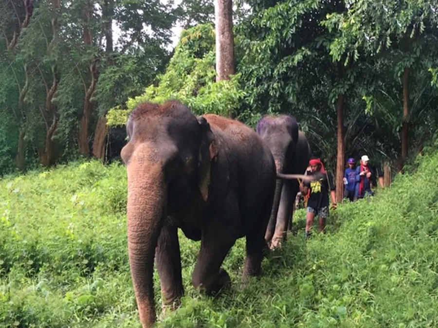 900 Khao Sok walking into the jungle with an Elephant