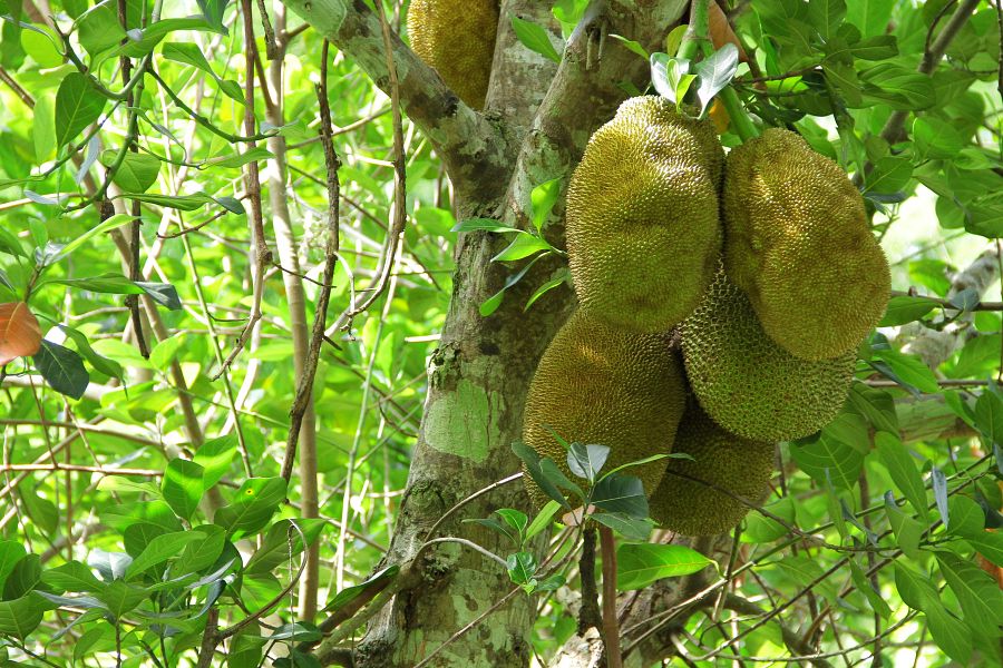 900 Resotel RS 2020 187