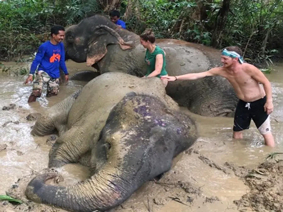900 Schlammbad Khao Sok tour Elephant muddy