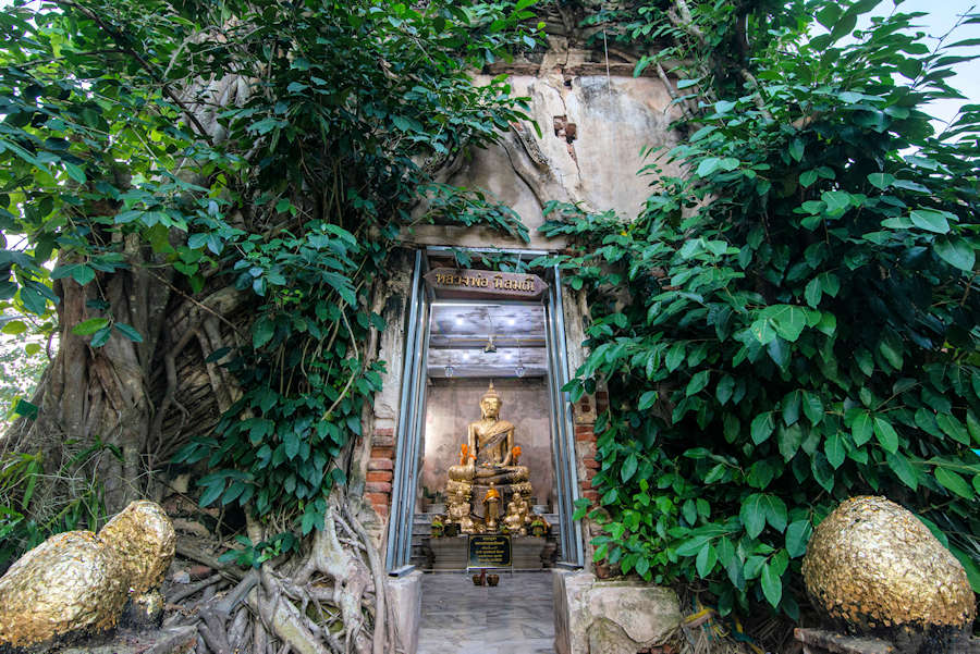 900 WAT BANG KUNG Baum Tempe Schrein AdobeStock 555733948