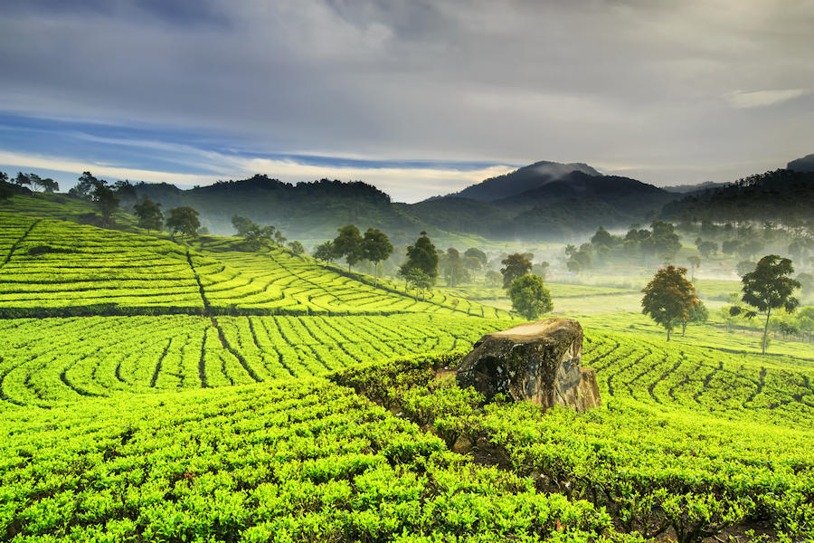 900 morning in tea plantationwest java indonesia shutterstock 465156251