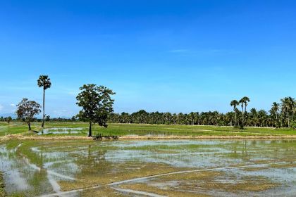 1280 Landschaft mit Reisfeld Zuckerpalme IMG 0398