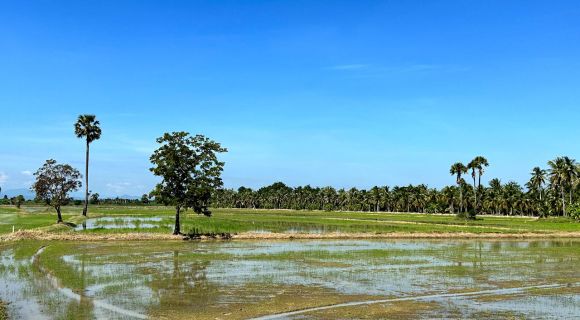 1280 Landschaft mit Reisfeld Zuckerpalme IMG 0398