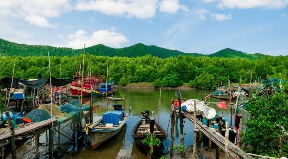 1400 Koh Yao Yai Mangrove shutterstock 1143119978