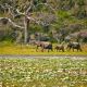 1280 Elephants family in Yala National Park AdobeStock 134232682