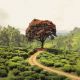 1280 Red tree on tea plantation near Nuwara Elyia shutterstock 246989989