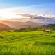 1280 the paddy fields in Pa Pong Pien shutterstock 479630140