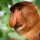 1400 Proboscis Monkey with long nose shutterstock 447447044