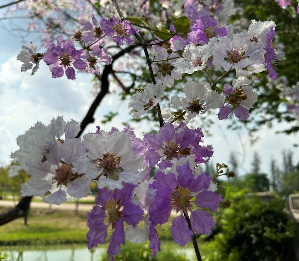 1024 Blooming Tree Rama 9 Park IMG 4102