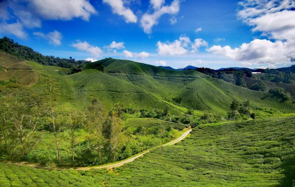 1024 Cameron Highlands Claudia